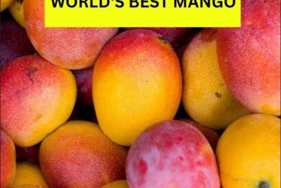 Thumbnail for Top 10 Mango Varieties in world