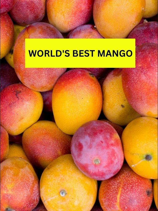 Top 10 Mango Varieties in world