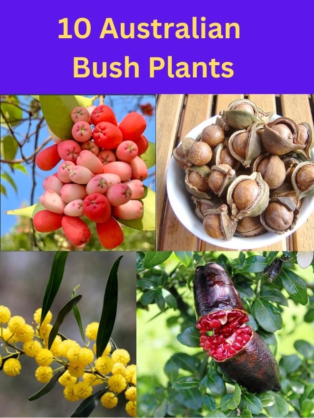 Top 10 Bush Tucker Plants Australia